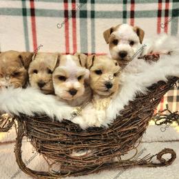 Boy 4 - Parti male Miniature Schnauzer puppy in West Valley City, Utah from Crownedschnauzers