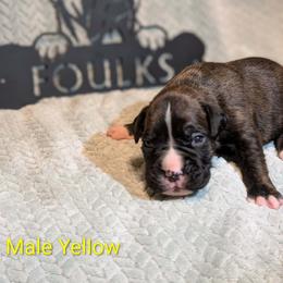 Yellow Collar - Brindle male Boxer puppy in Mount Zion, Illinois from Foulk's Boxer Puppies