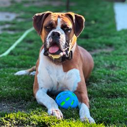 Alita - Boxer