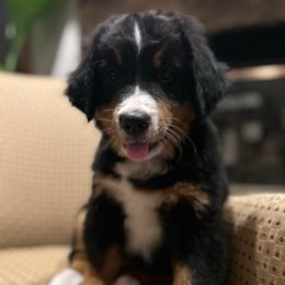 Red Female Puppy - Black rust and white female Bernese Mountain Dog puppy in Toledo, Ohio from Baby Berners