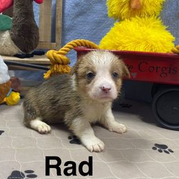 Rad - Red male Pembroke Welsh Corgi puppy in Apison, Tennessee from Ashmore Corgis