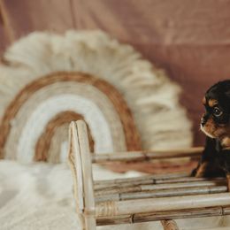 Cavalier King Charles Spaniel and Cavapoo Puppies from The Cav Family