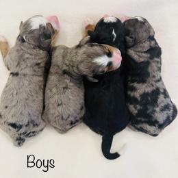 Boy 2 - Merle male Bernedoodle puppy in Auburn, Indiana from Martin’s Doodles
