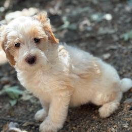 Zircon - Cream female Labradoodle puppy in Somerset, California from Annie’s Animals
