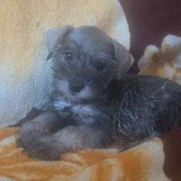 Chloe - Salt and pepper female Miniature Schnauzer puppy in Bloomington, California from Michael's Minis