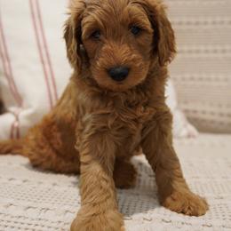 Tulip - Apricot female Goldendoodle puppy in Galt, California from Foxi Goldendoodles