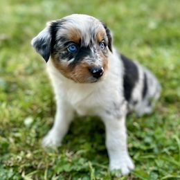 Girl 2:  Yuna - Blue merle female Australian Shepherd puppy in St. Paul, Oregon from Raybell Ridge Farm