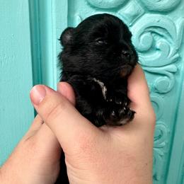 Wallace - Black male Pomeranian puppy in Springfield, Missouri from Hope Mountain Pomeranians
