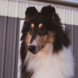Waverly - Collie