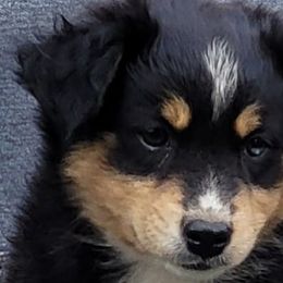 Miniature Australian Shepherds from Caprine Acres