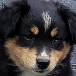 Miniature Australian Shepherds from Caprine Acres
