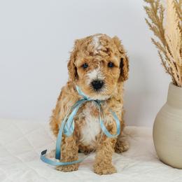 Doohickey - Apricot male Goldendoodle puppy in Paxville, South Carolina from Pack Street Pups