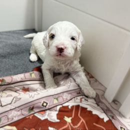 Archie Mini - White male Bernedoodle puppy in Wamego, Kansas from Doodles of Oz