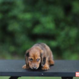 Dachshund Puppies from EntityDachs