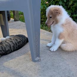 Border Collie Puppies from Double4farms