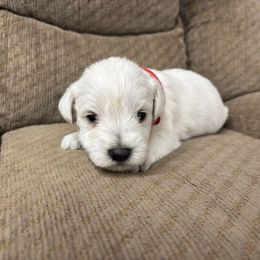 Kono - White female Miniature Schnauzer puppy in Plaucheville, Louisiana from Honey Doux Southern Paws