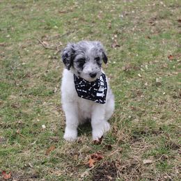 Aussiedoodle Puppies from Old Mills Aussiedoodles