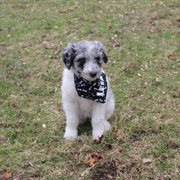 Aussiedoodle Puppies from Old Mills Aussiedoodles
