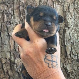 Black collar - Black and mahogany male Rottweiler puppy in Industry, Illinois from KDKs Kennels