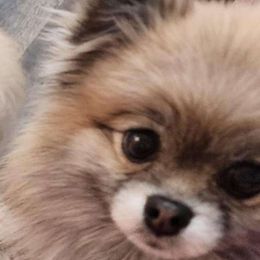 Clare - Pomeranian