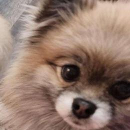 Clare - Pomeranian