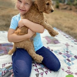 "Summer 2021 Litter" Goldendoodle Puppies from Emerald Hill Acres