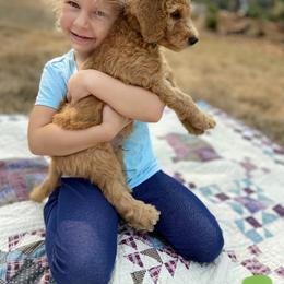 "Summer 2021 Litter" Goldendoodle Puppies from Emerald Hill Acres
