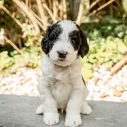 Australian Labradoodle Puppies from Providence Labradoodles
