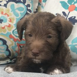 Goldendoodle, Schnoodle, and Sheepadoodle Puppies from Dood Ranch