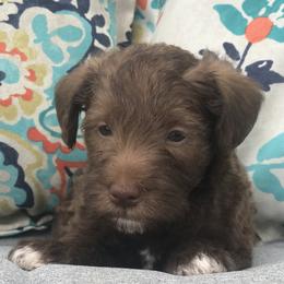 Goldendoodle, Schnoodle, and Sheepadoodle Puppies from Dood Ranch
