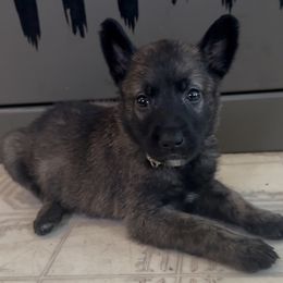Yellow Collar Girl - female Dutch Shepherd puppy in Palmyra, Maine from Maine Working Dogs