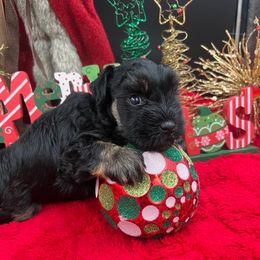 Holly - Black and silver female Miniature Schnauzer puppy in Grayson, Kentucky from Seventh Heaven Schnauzers