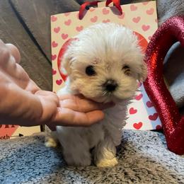 Styles - White male Morkie puppy in Taylorsville, North Carolina from Mountain Top Hot Tailz