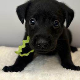Lime Green Collar Black Male - Black male Labrador Retriever puppy in Gainesville, Georgia from Rucker Retrievers