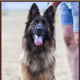 HERA GOOD TEAM LOZNICA - Black and red female German Shepherd puppy in Davie, Florida from Vom Broward Haus