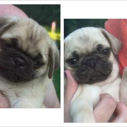 Martin - Fawn male Pug puppy in Morgantown, West Virginia from Groovy Pugs