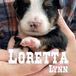 Bernese Mountain Dog Puppies from Faith and Family Farm