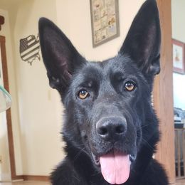 Rhea - German Shepherd
