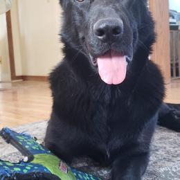 Rhea - German Shepherd
