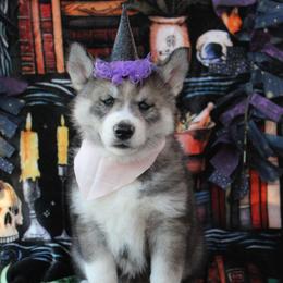 Pink - Black and white female Siberian Husky puppy in York, Pennsylvania from Spalla Pups