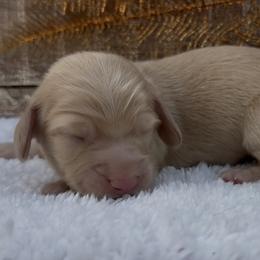 Merci cream female - Cream female Dachshund puppy in Desloge, Missouri from Snows Doxies