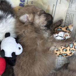 Pomeranian Puppies from Tinkerpoms