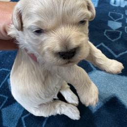 Boy 1 - Cream male Havapoo puppy in Cedar Springs, Michigan from Pridespoodles