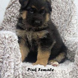 German Shepherd Puppies from Valiant Shepherds