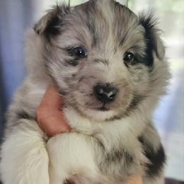 Shelly - Blue merle and white female Shetland Sheepdog puppy in Weedsport, New York from M&M Shelties and Smooch-A-Bulls English Bulldogs