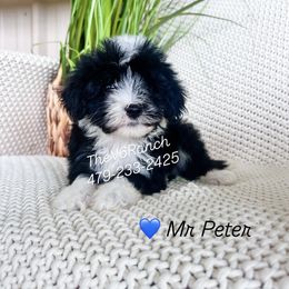 Boy 3 - male Sheepadoodle puppy in Sulphur Bluff, Texas from V6 Ranch Dogs