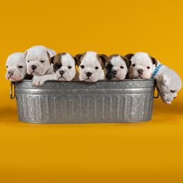 Bulldog Puppies from Darcy Dunn