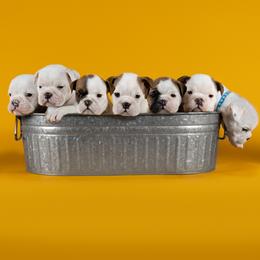Bulldog Puppies from Darcy Dunn