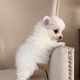 Blair - Cream parti female Pomeranian puppy in Phoenix, Arizona from Luxpomz