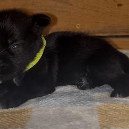 Girl 2 - Black female Miniature Schnauzer puppy in Hickory Grove, South Carolina from Oopsie Doodles